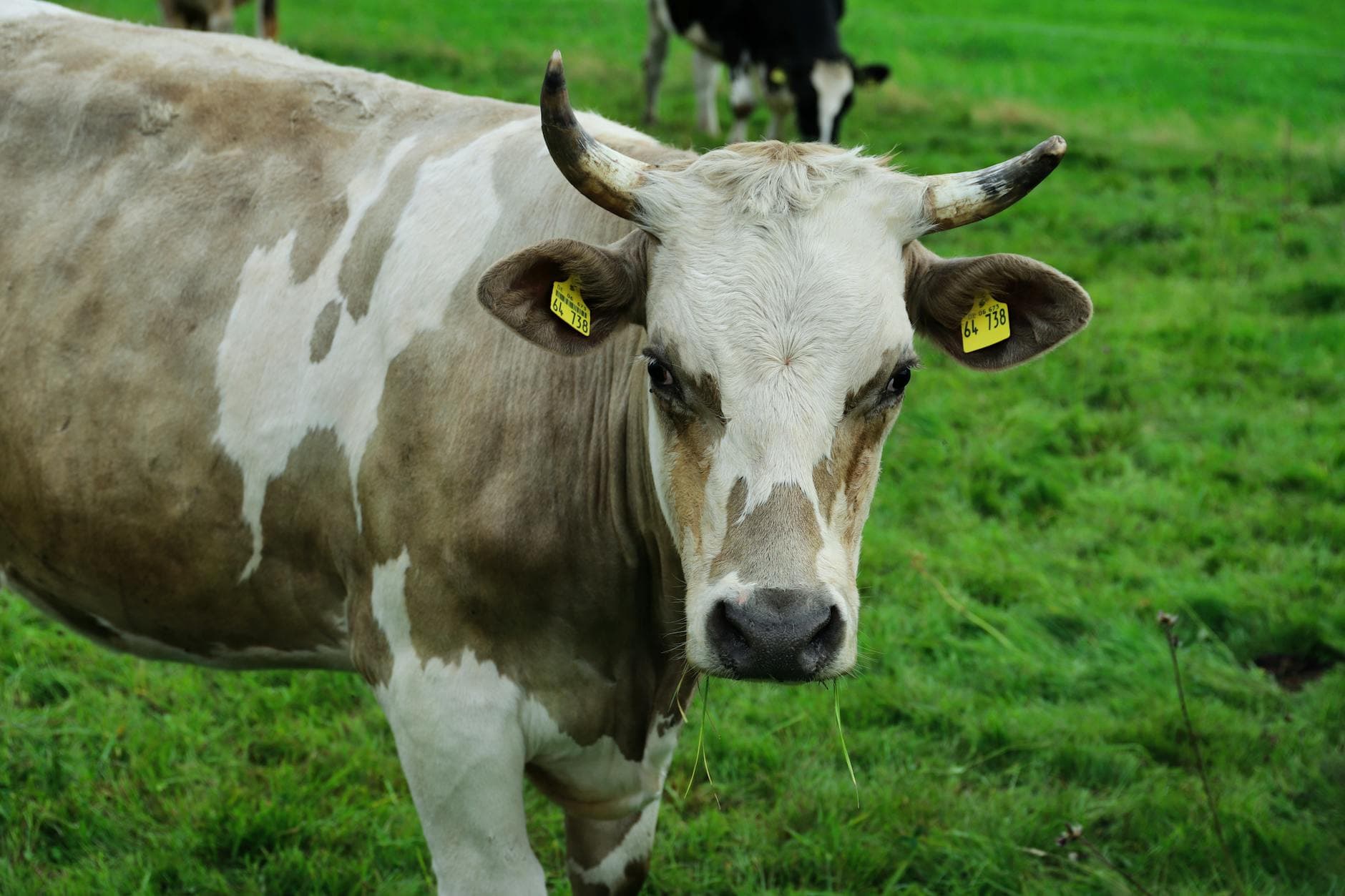 How to transport livestock safely and legally