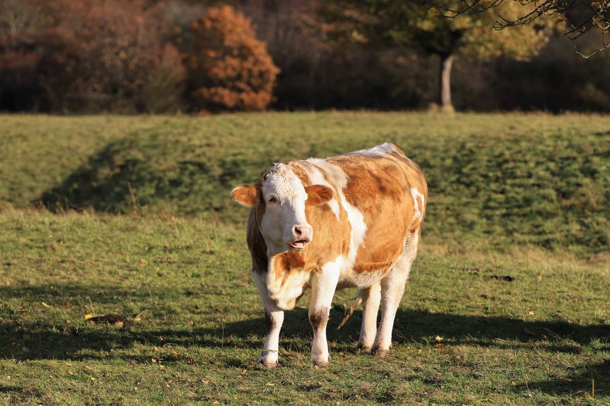 Creating livestock listings buyers can trust