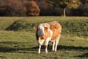 Creating livestock listings buyers can trust