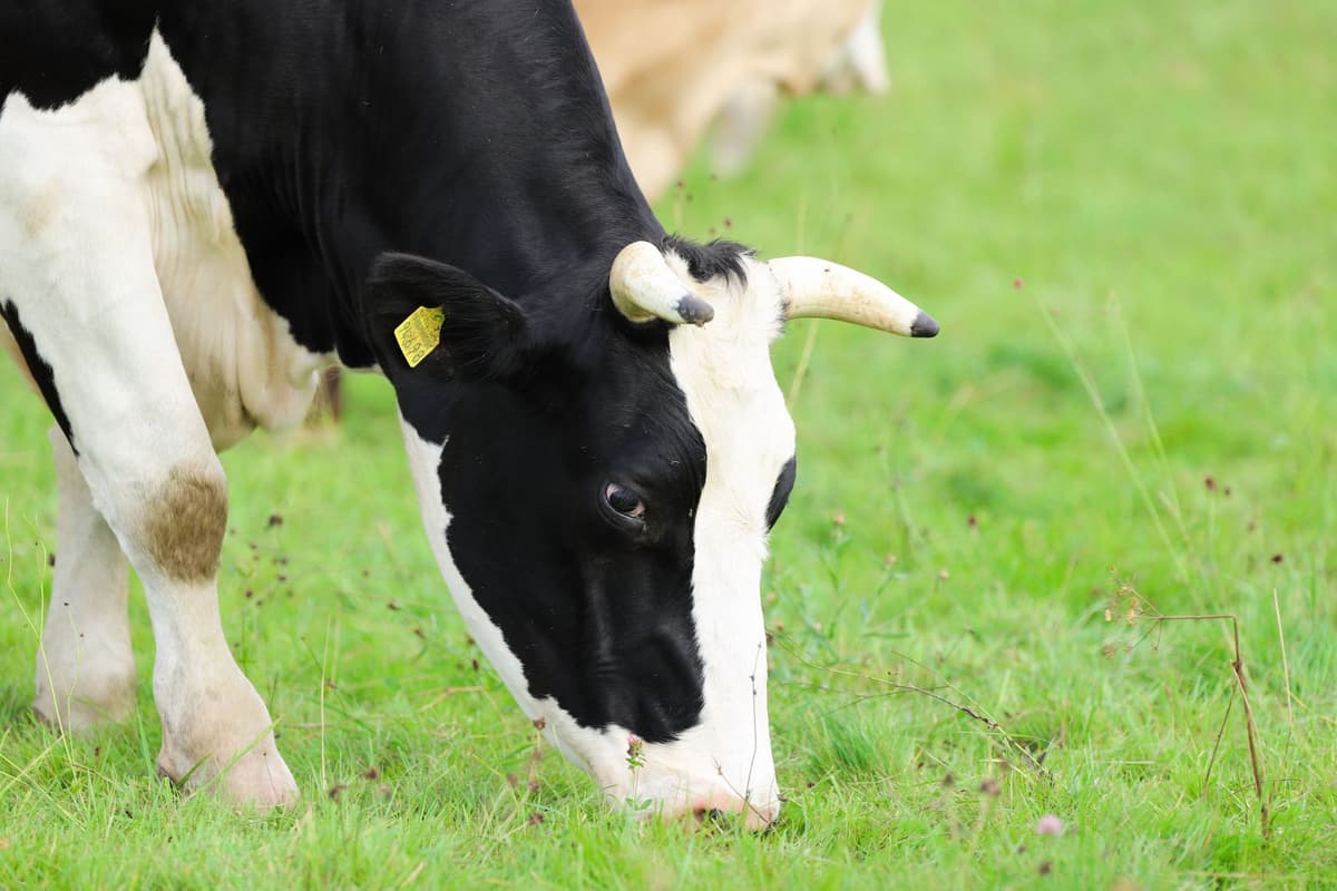Digital tools for small-scale farmers: what actually works