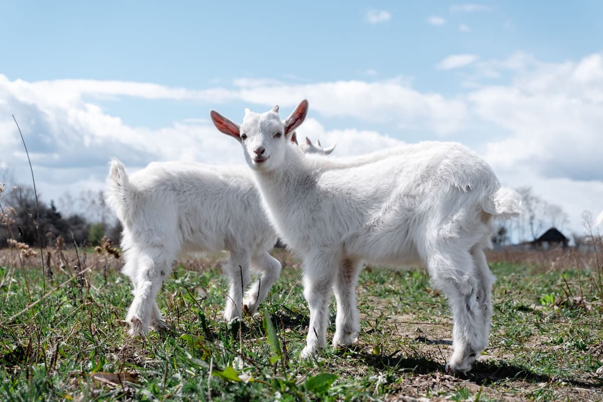 Understanding livestock pricing trends in 2026