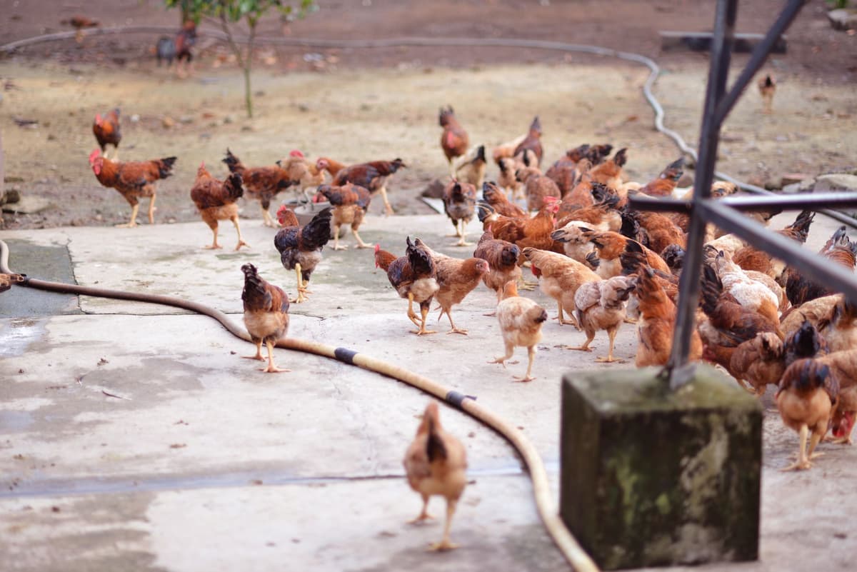 A first-year farmer's experience selling online